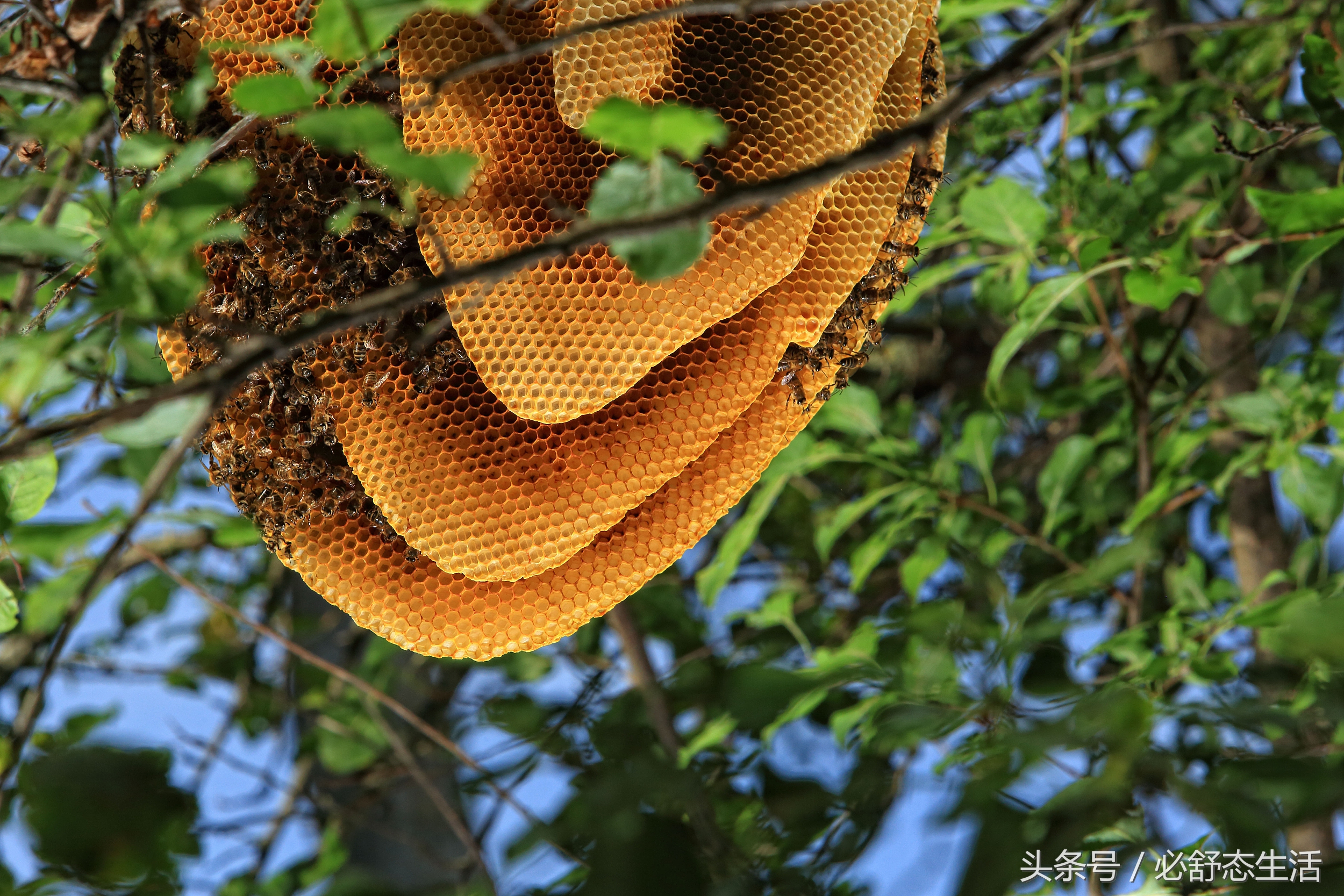 高端蜂蜜品牌,蜂蜜高端品牌