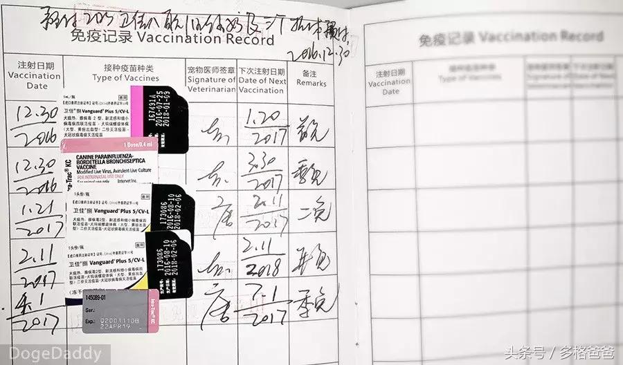 犬舍买狗需要注意什么问题和细节,买幼犬要注意哪些