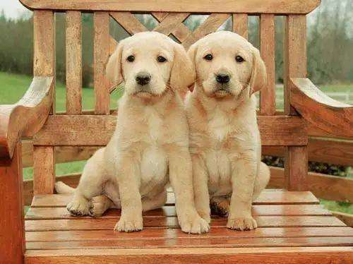 如何用粉剂驱虫药给狗狗驱虫,驱虫狗狗注意事项