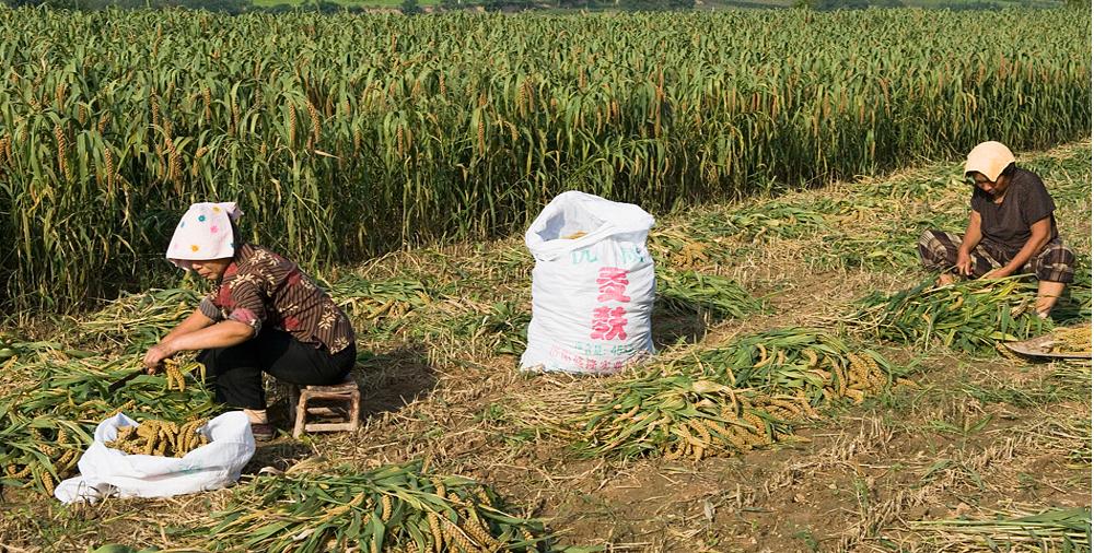 熬出久违的米油，好喝养胃！给家人最好的呵护！