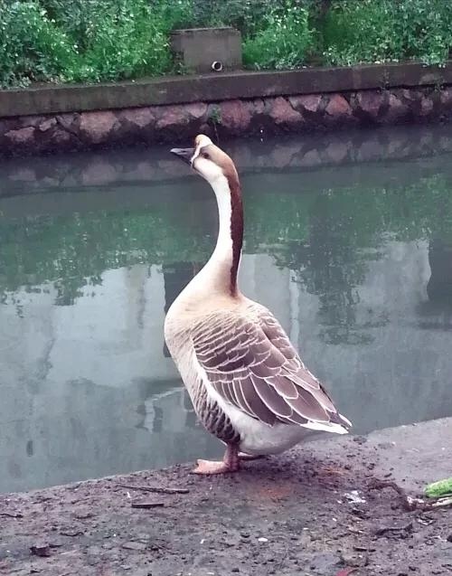 鹅的寿命有多长呢,鹅的寿命能达到多少年