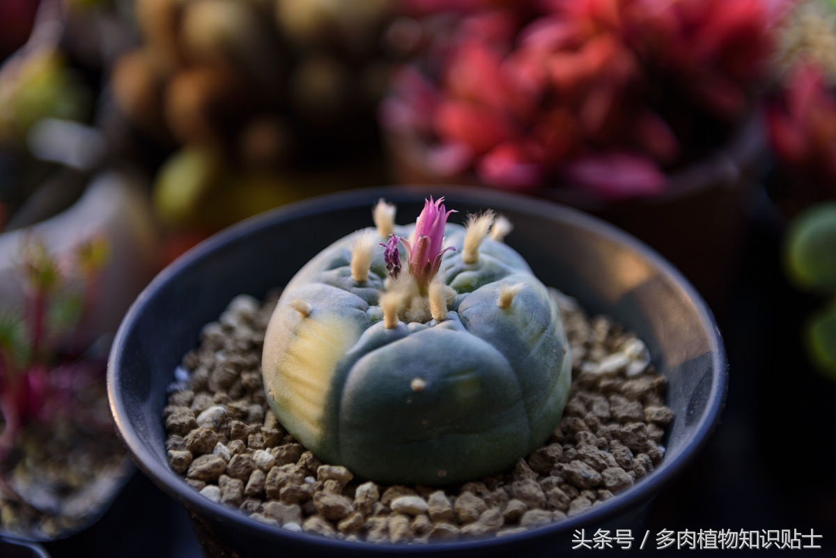 仙人球种子直接种植,仙人球种植视频