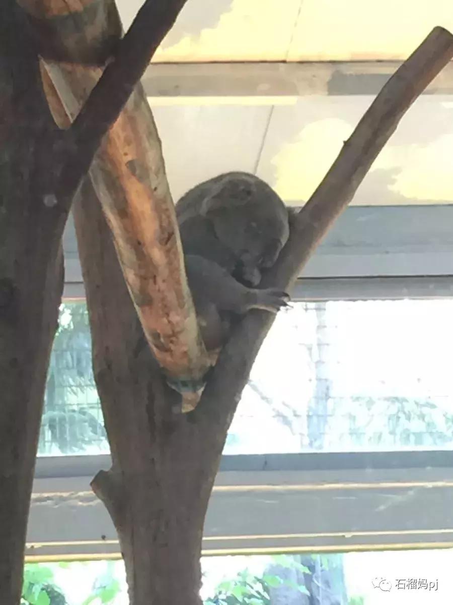 长隆欢乐世界和长隆野生动物园,广州长隆野生动物园侏罗纪公园