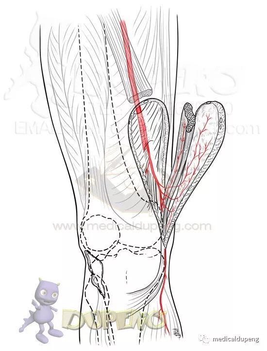 医学插画插图,医学插画sci