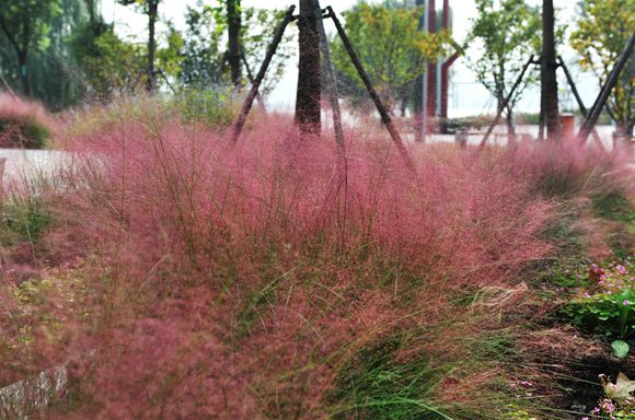 全网最火的粉黛乱子草,粉黛乱子草抖音