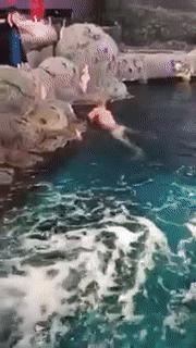 一男子跳进鲨鱼池,美国一男子跳进水族馆鱼缸