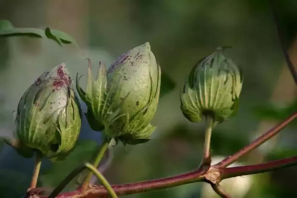 中国是第一大生产国吗,为啥我国是最大的粮食进口国