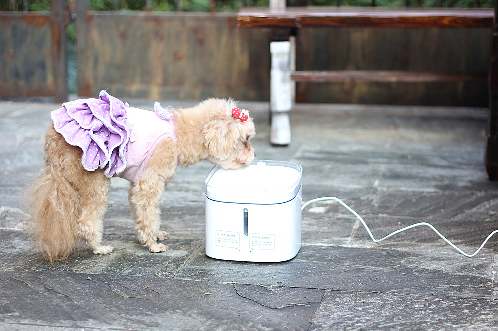 宠物饮水机大容量猫咪自动喂水器,宠物猫咪饮水机推荐