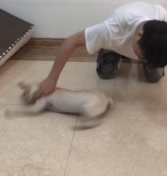 20秒转狗40圈！这家网红店，求求你放过狗吧！