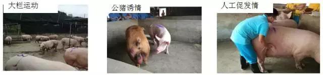 母猪怀孕后饲养方法,怀孕母猪各个阶段正确饲养方法