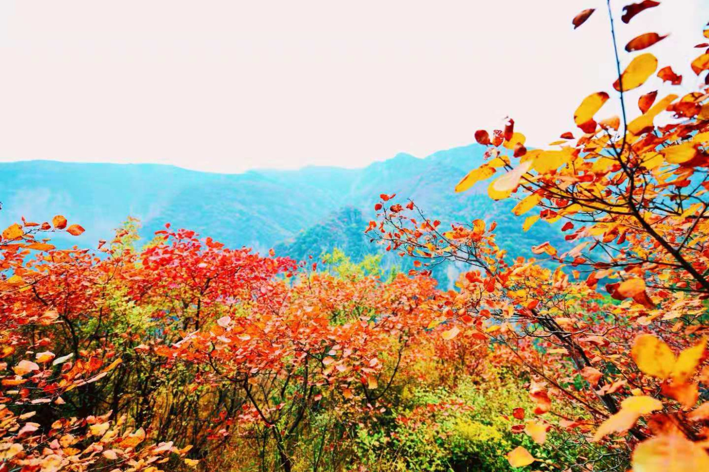 邢台云梦山“红叶节”开启!上万亩黄栌、五角枫勾勒太行山独特美景