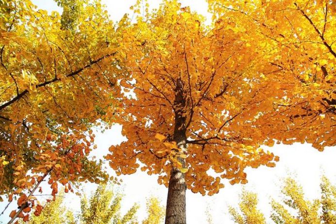 管恩锋,管恩锋经典诗句