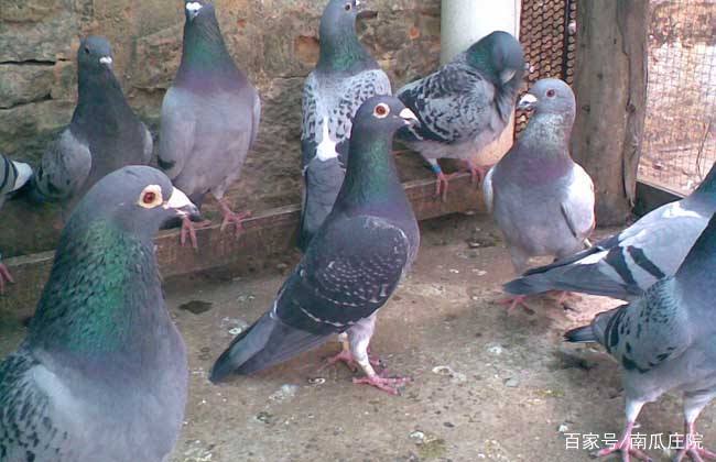 在老挝农村做种植养殖什么最赚钱,养殖小项目农村养殖什么比较靠谱