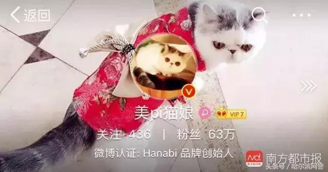 售假网红“猫娘”栽了！烧账本毁硬盘转移资产，看警方如何跨国追逃！