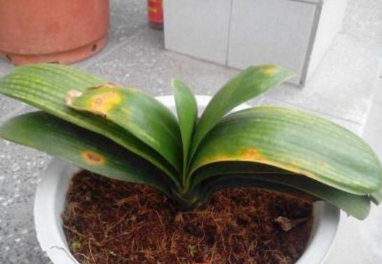 花卉要枯死了，别丢掉，用1粒小药片就能“复苏”，超实用