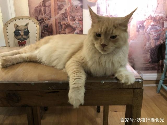 国内最好的猫咪咖啡厅,猫咪咖啡馆有几家