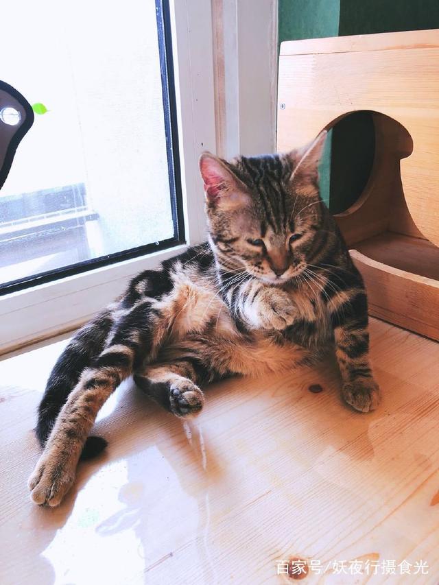 国内最好的猫咪咖啡厅,猫咪咖啡馆有几家