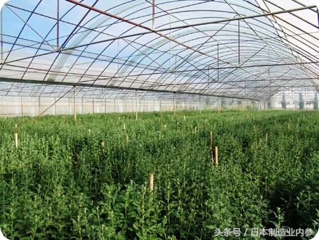 日本京瓷：如何用一个小盒子，防止一栋摩天大楼的坍塌