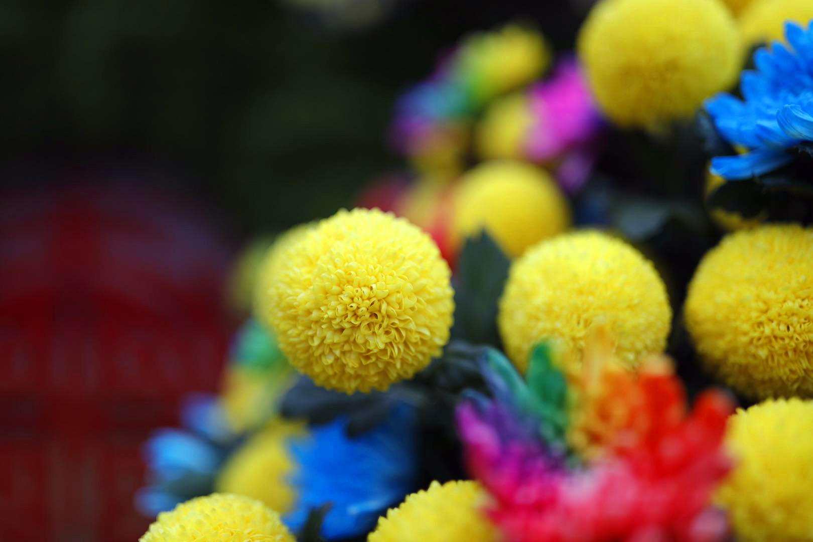 开封清明上河园龙亭两日游,自由行说走就走的旅行开封赏菊