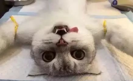 猫咪呕吐怎么办可以喂猫粮吗,猫咪怀孕呕吐吗