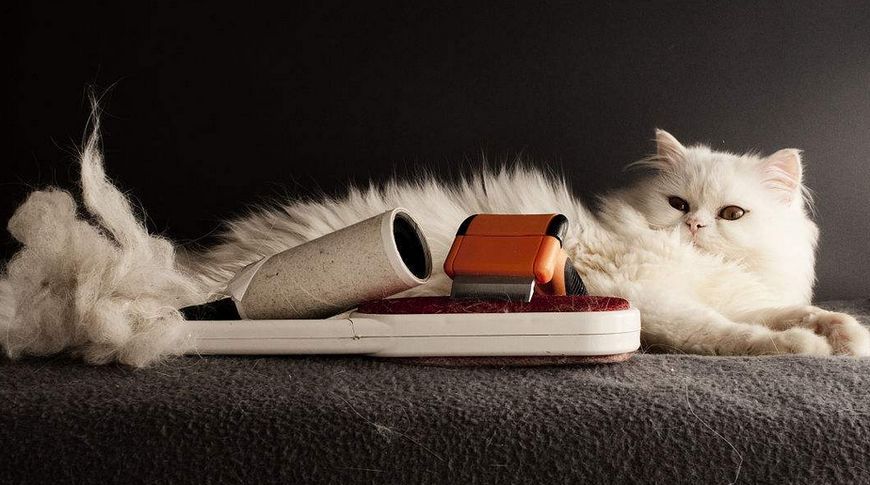 你家的喵星人这么皮吗,你家的猫咪能看见的特点