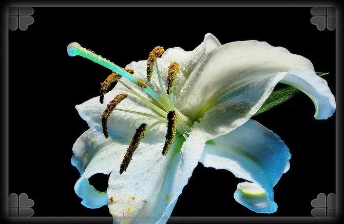 鍙ら缇庢枃鏁ｆ枃,缇庢枃鎽樻妱鍙ら鏁ｆ枃