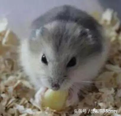 仓鼠中记忆强大的仓鼠品种,布丁仓鼠和三线仓鼠为什么会打架