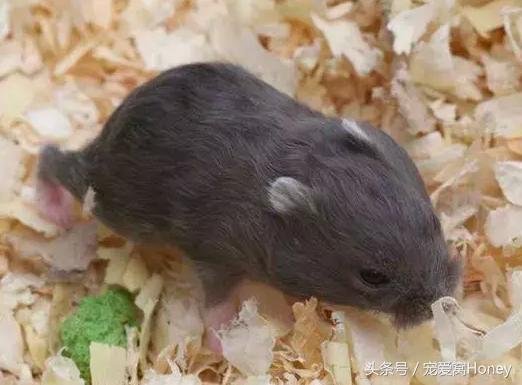 仓鼠中记忆强大的仓鼠品种,布丁仓鼠和三线仓鼠为什么会打架