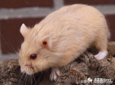 坎贝尔仓鼠的常见疾病和饲养方法,仓鼠比耶是什么品种