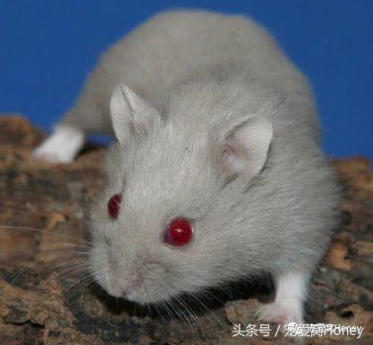 坎贝尔仓鼠的常见疾病和饲养方法,仓鼠比耶是什么品种