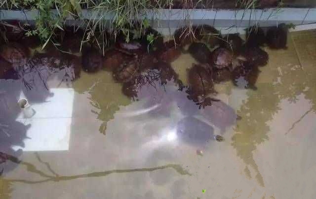 龟冬眠的最好方法,龟冬眠正确方法