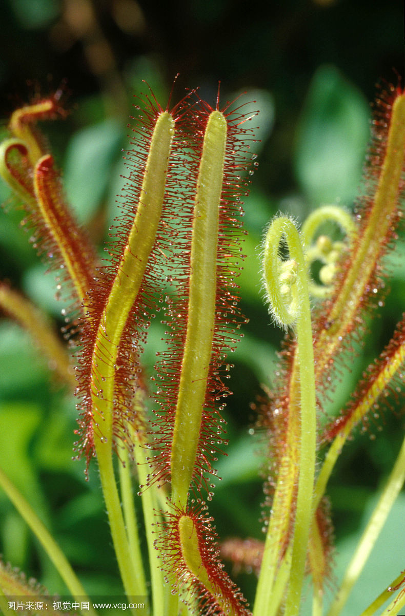 茅膏菜哪个品种捕虫效率最高,茅膏菜是食虫植物吗