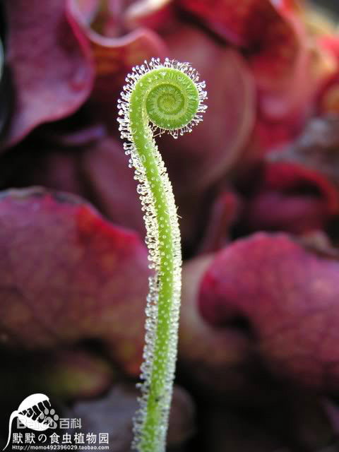茅膏菜哪个品种捕虫效率最高,茅膏菜是食虫植物吗