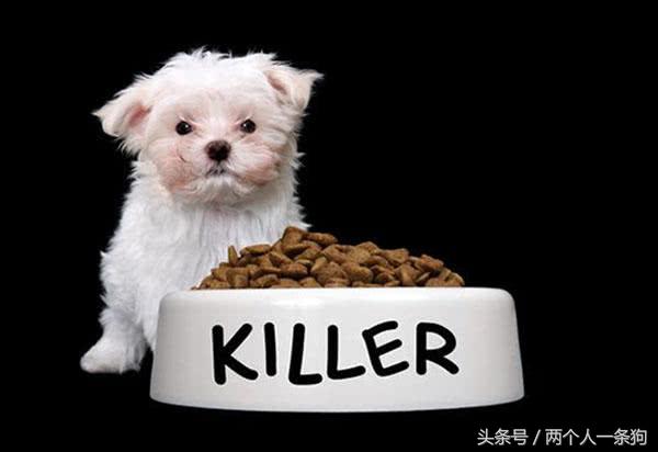 狗换粮引起的拉稀怎么办,换粮狗又吐又拉稀是正常吗