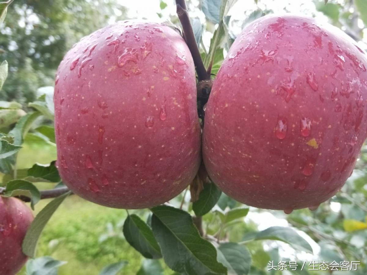 盐源苹果几月份上市,盐源苹果和阿克苏苹果哪个好吃