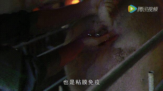育肥猪传染性胃肠炎的症状与治疗,怎么预防猪传染性胃肠炎