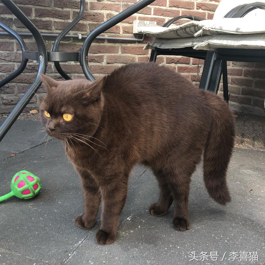 猫咪为什么看到黄瓜会吓到飞起来,猫咪被黄瓜吓是什么原因