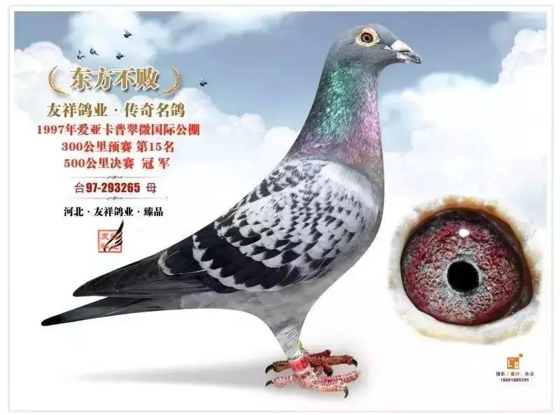 饲料控高峰，鸽脚冰冷是危险信号！