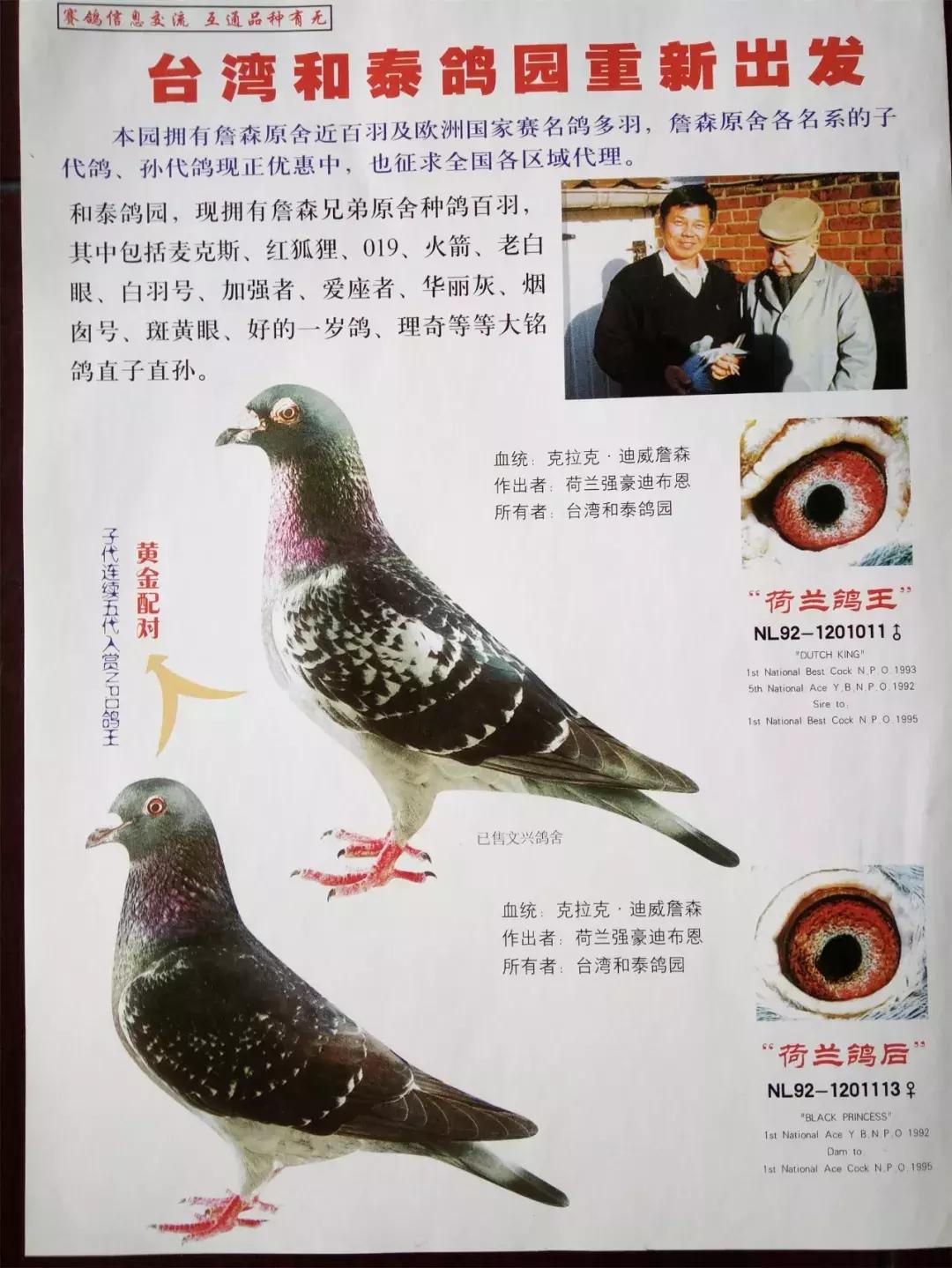 饲料控高峰，鸽脚冰冷是危险信号！