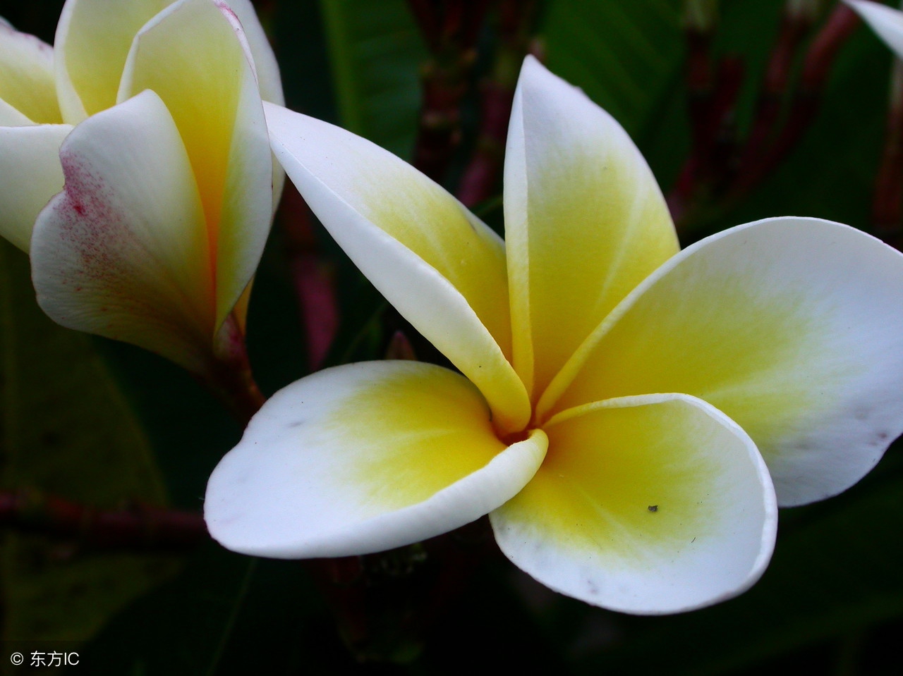 世界各国的国花都是什么,世界各国的国花花语
