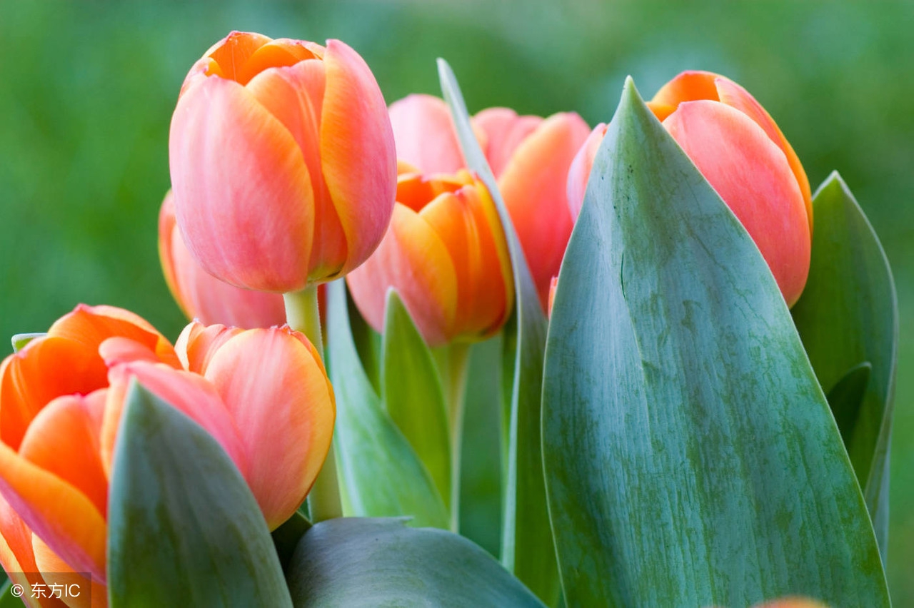 世界各国的国花都是什么,世界各国的国花花语