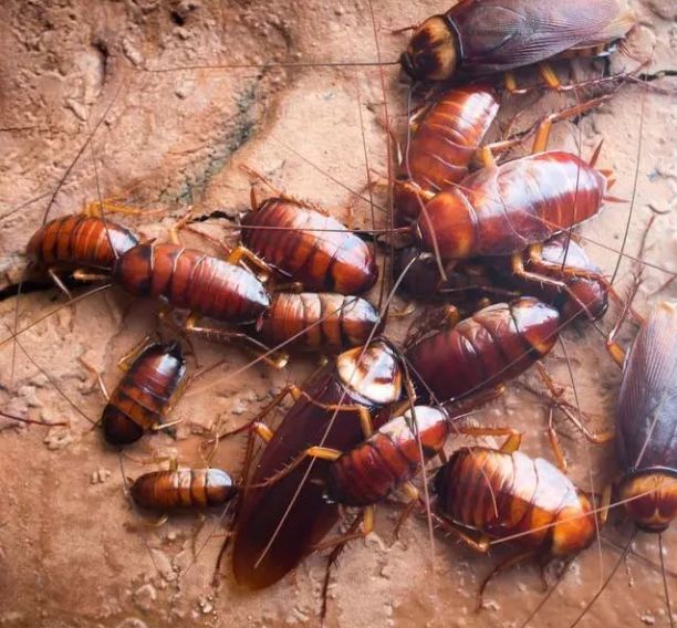 家里太多蟑螂了如何一招消灭蟑螂,家里的蟑螂泛滥成灾怎么才能除根