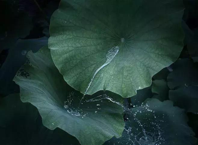 返璞归真南怀瑾,南怀瑾修行到什么程度