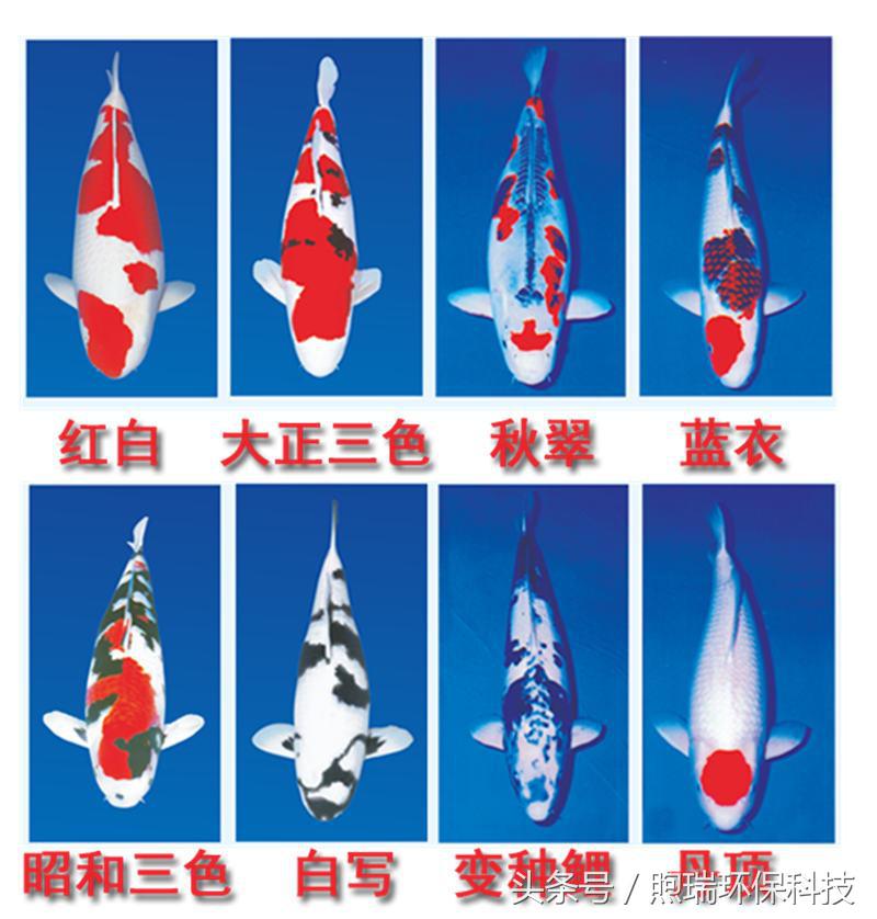 支付宝中国锦鲤有什么好处,18年支付宝锦鲤是什么样子