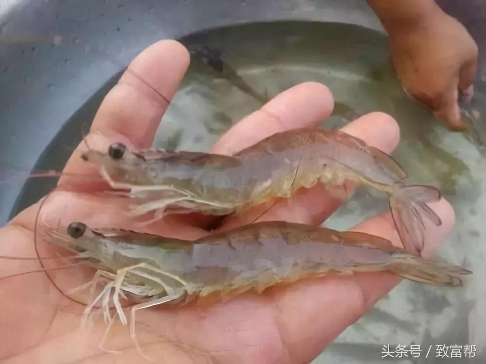 南美对虾哪里养殖最好,养殖南美对虾的步骤方法