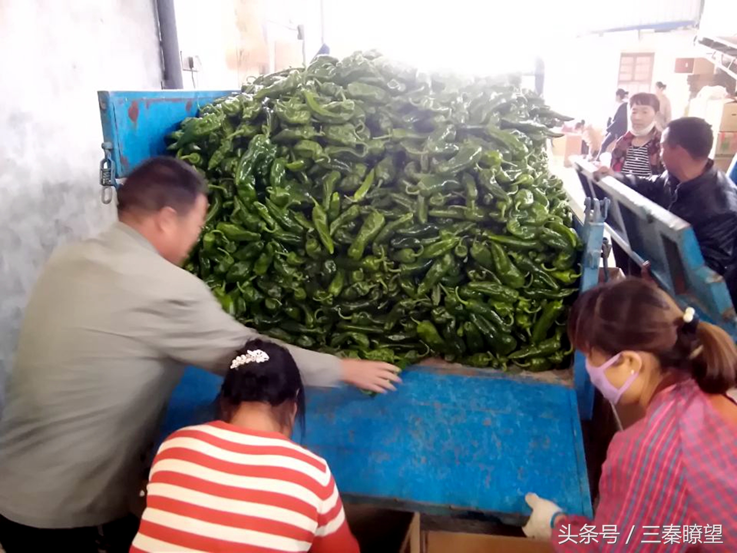 小产业引领大发展——陕西蒲城县龙池镇平头村高会学发展辣椒产业带领村民脱贫致富事迹