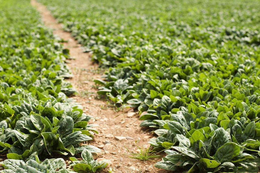 为了吃上绿色食品自己种菜,为了吃自己种的绿色蔬菜