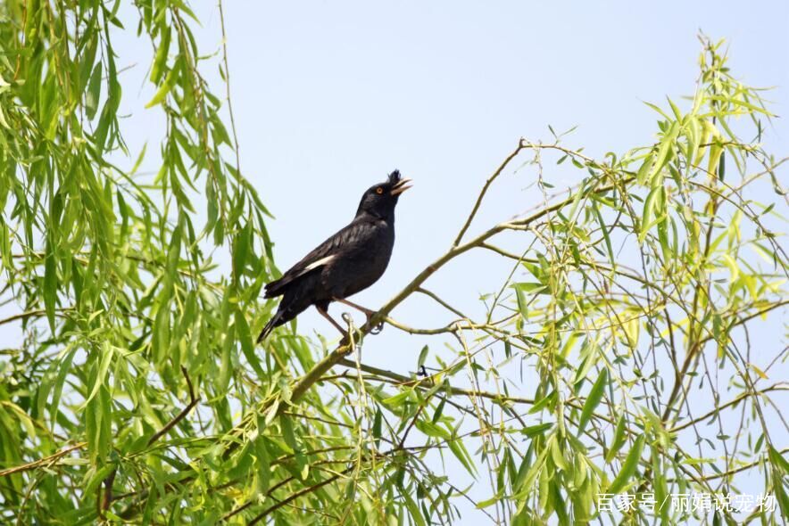 什么季节的八哥最好,天气转凉八哥