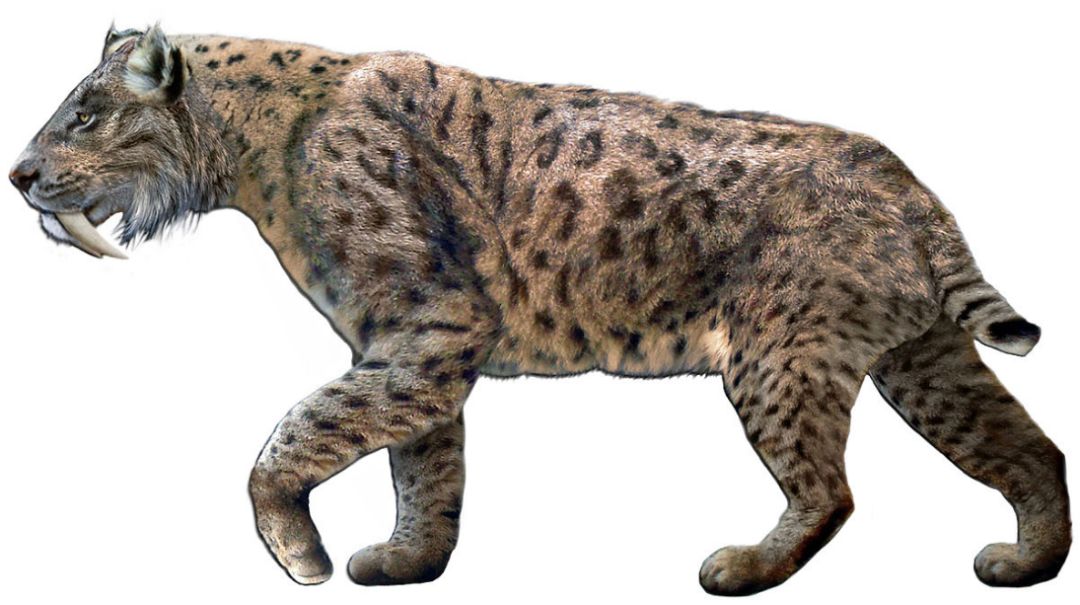 猫咪可以灭绝吗,猫快灭绝了吗