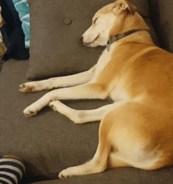 铲屎官发现遛狗的好办法,高发期铲屎官要多留意狗狗的状态